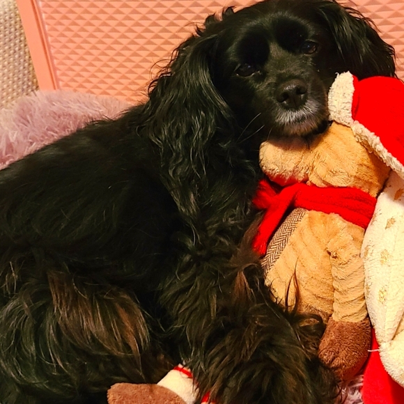 Meet your Posher, Brittany - Picture 1 of 1